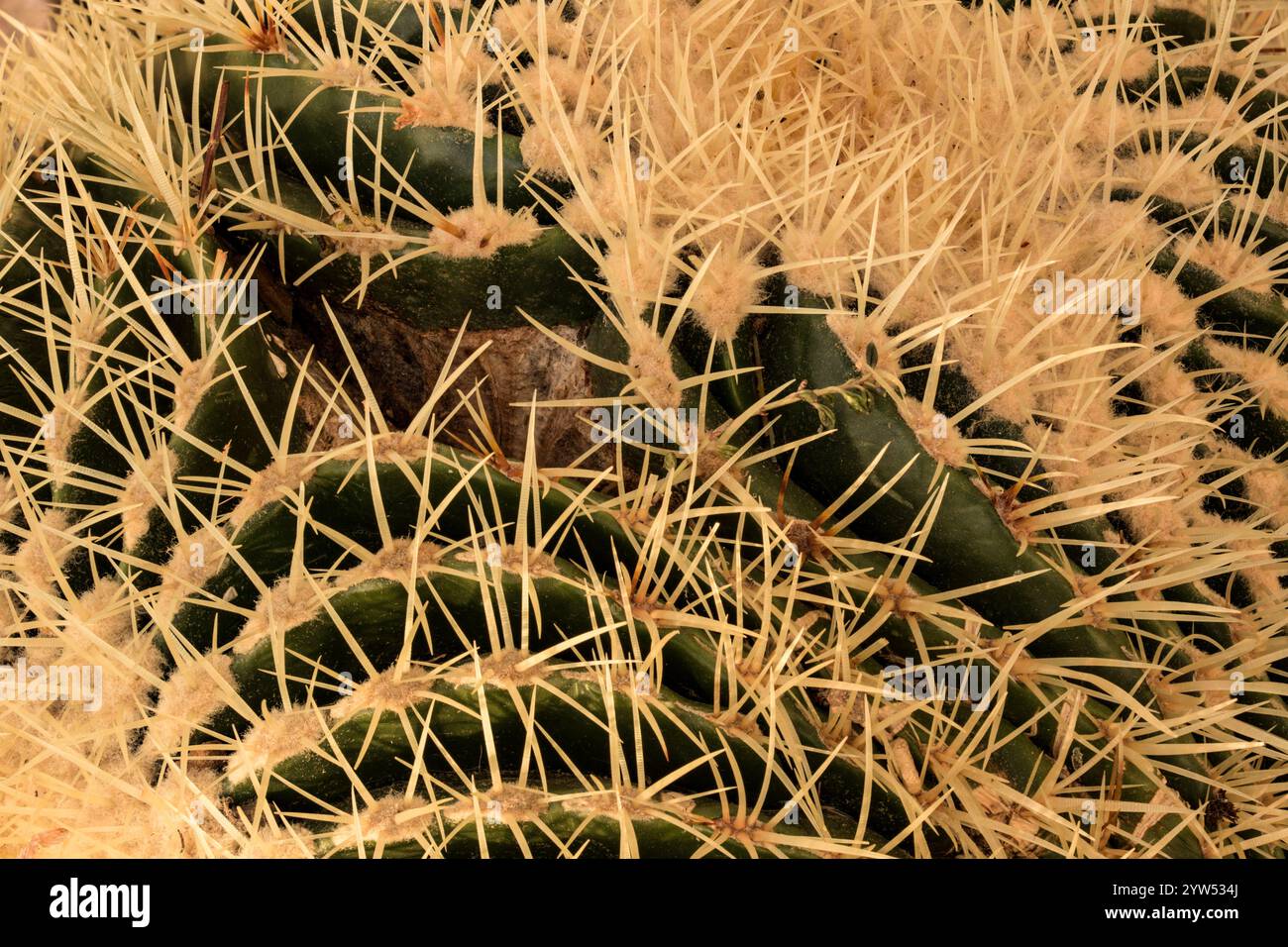 Natürliches, sehr nahes und halb abstraktes Porträt von Echinocactus grusonii, Kroenleinia grusonii, goldenem Fasskaktus mit bösen Stacheln. Netzwerk Stockfoto