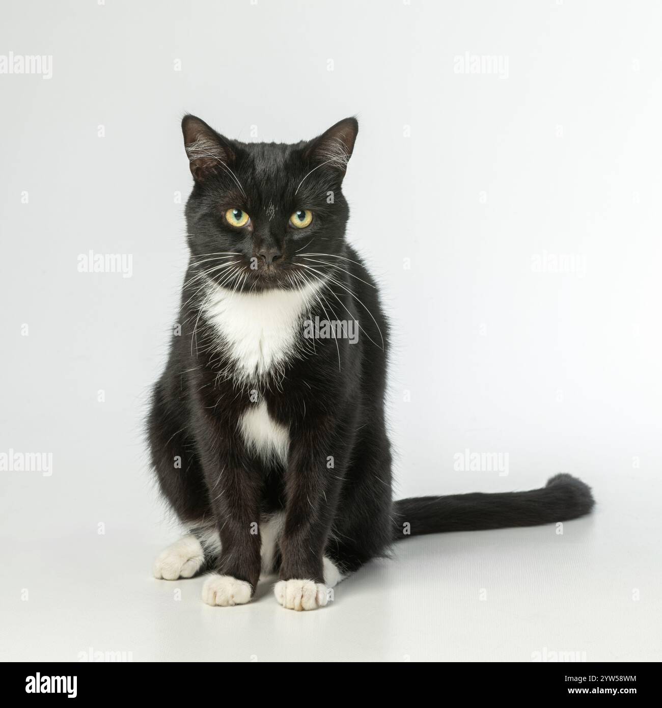 Schwarz-weiße Katze, die auf weißem Hintergrund nach vorne gerichtet sitzt und direkt in die Kamera blickt Stockfoto