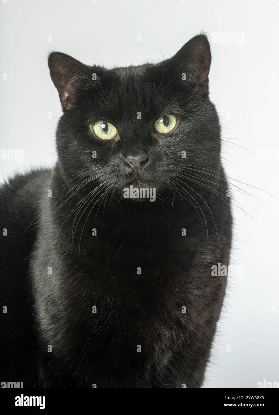 Nahaufnahme des Gesichts einer schwarzen Katze Stockfoto