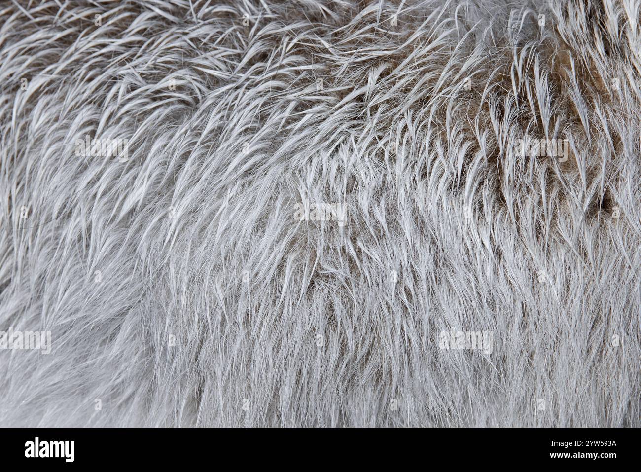 Berghase / Alpenhase / Schneehase (Lepus timidus) Nahaufnahme von weißem Winterfell / Winterfell Stockfoto