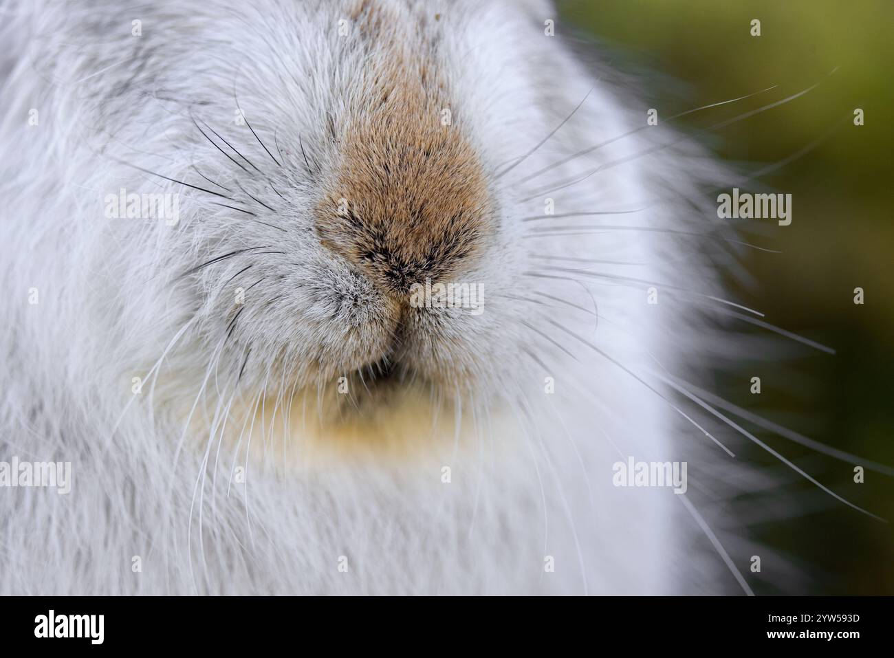 Berghase / Alpenhase / Schneehase (Lepus timidus) Nahaufnahme von Nase und Whiskern in weißem Winterfell / Winterfell Stockfoto