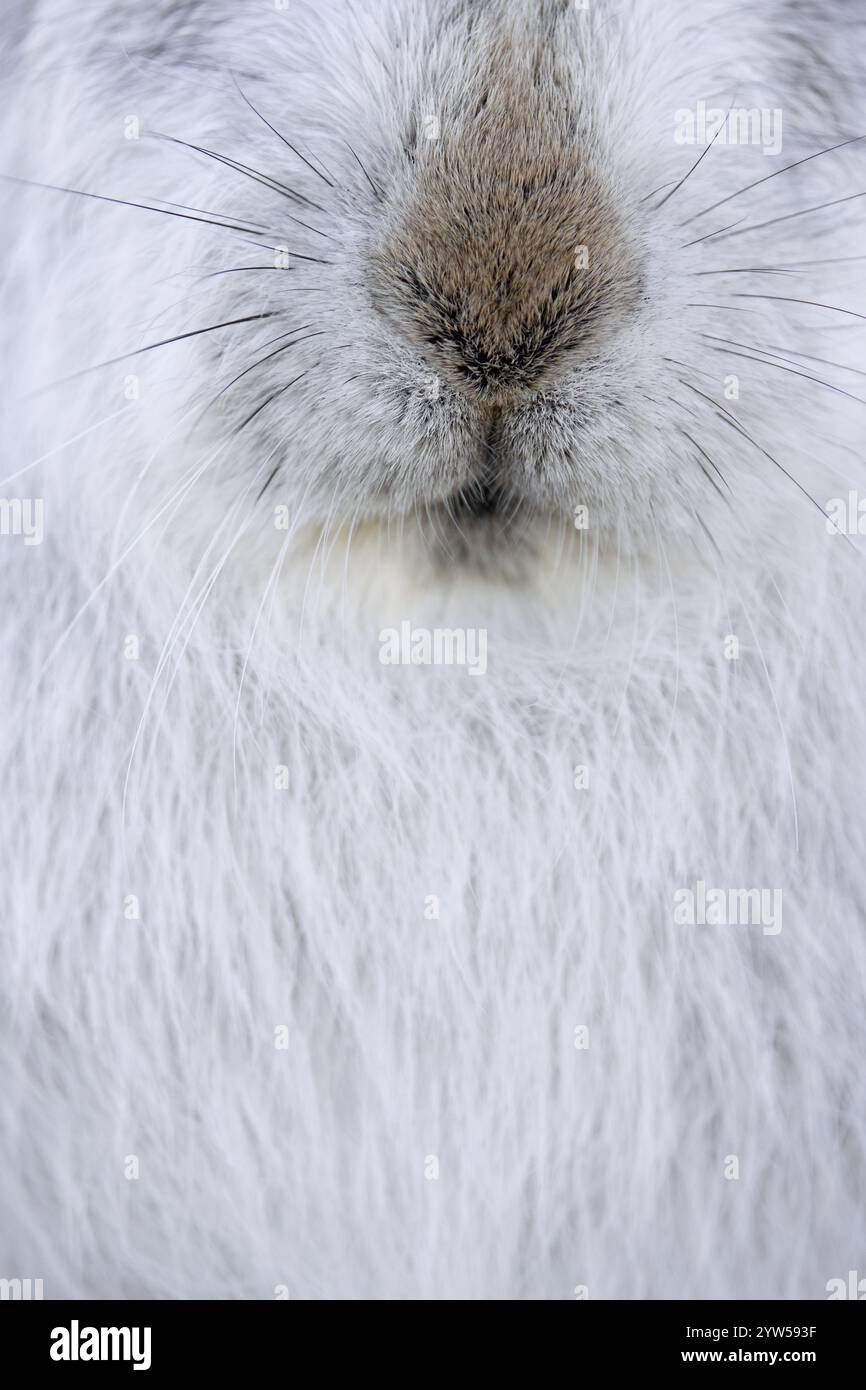 Berghase / Alpenhase / Schneehase (Lepus timidus) Nahaufnahme von Nase und Whiskern in weißem Winterfell / Winterfell Stockfoto