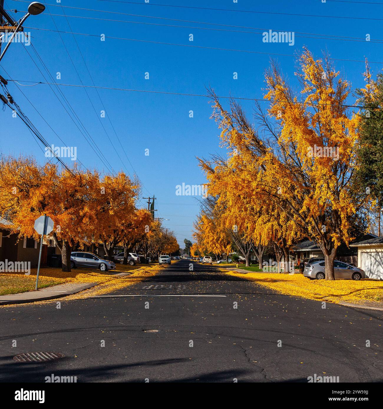Die Saison des Laubharkens kommt nach Modesto California, wo sich im Herbst des Jahres mit Bäumen, die eine Vielzahl von Farben bieten, ein wunderschönes Schauspiel präsentiert Stockfoto