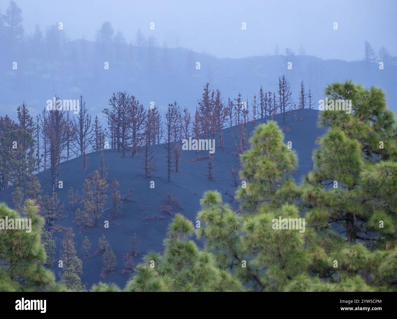 Vulkanische Asche und verbrannte Kiefern aus dem jüngsten Vulkanausbruch auf La Palma, den Kanarischen Inseln, Spanien Stockfoto