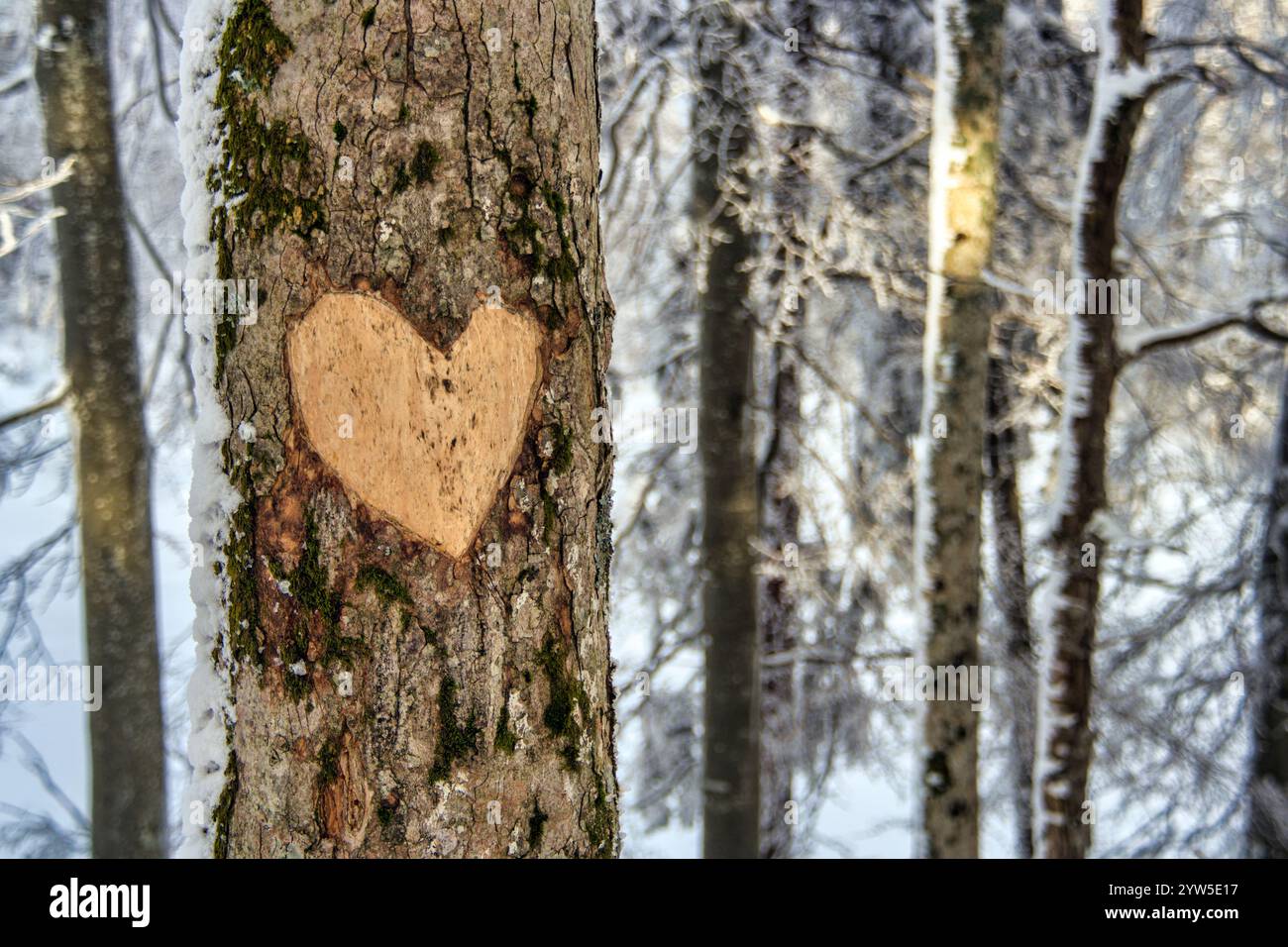 Frostig, Wald, Winterwald, Holz, Holzherz, Rindenherz, Ausschneiden, Winterlich, Winter, Herz, Herzform Stockfoto