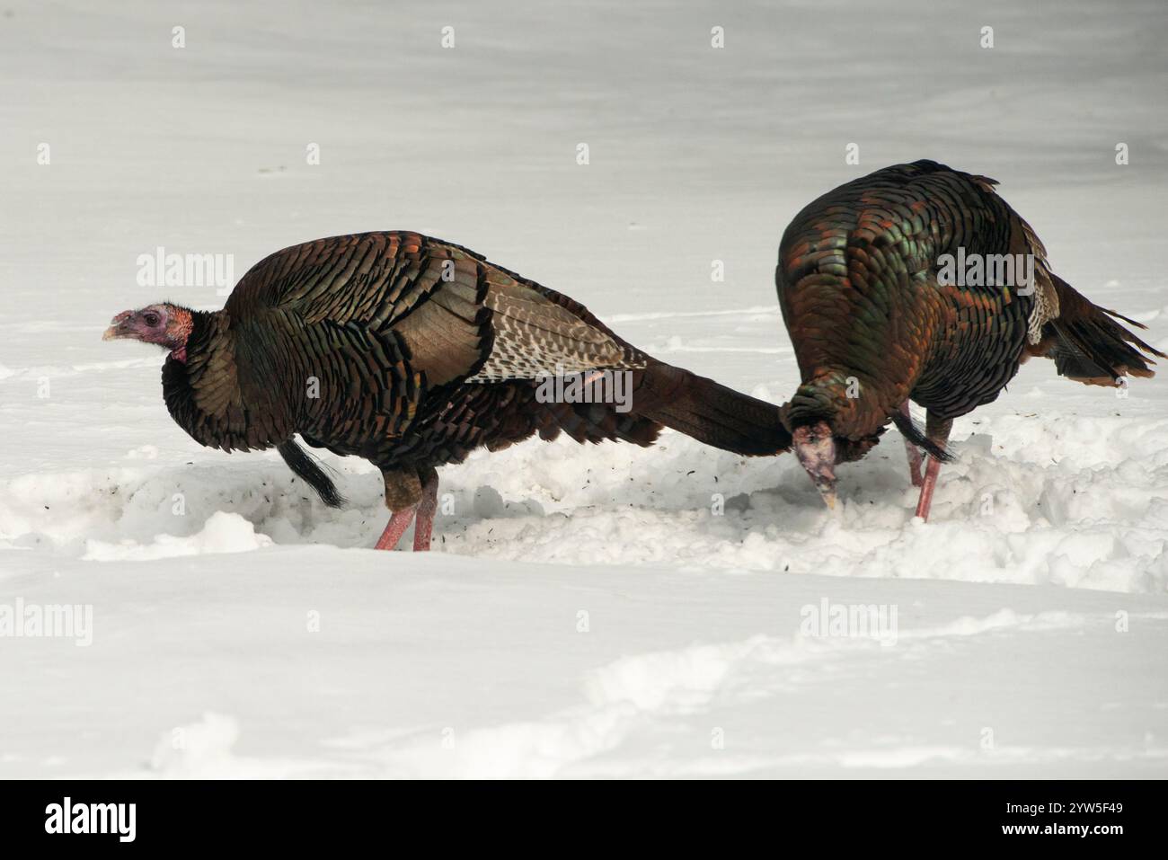 Wilde Truthühner in Ontario, Kanada, bei einem Wintervogelfutter, das Saatgut vom Boden isst Stockfoto