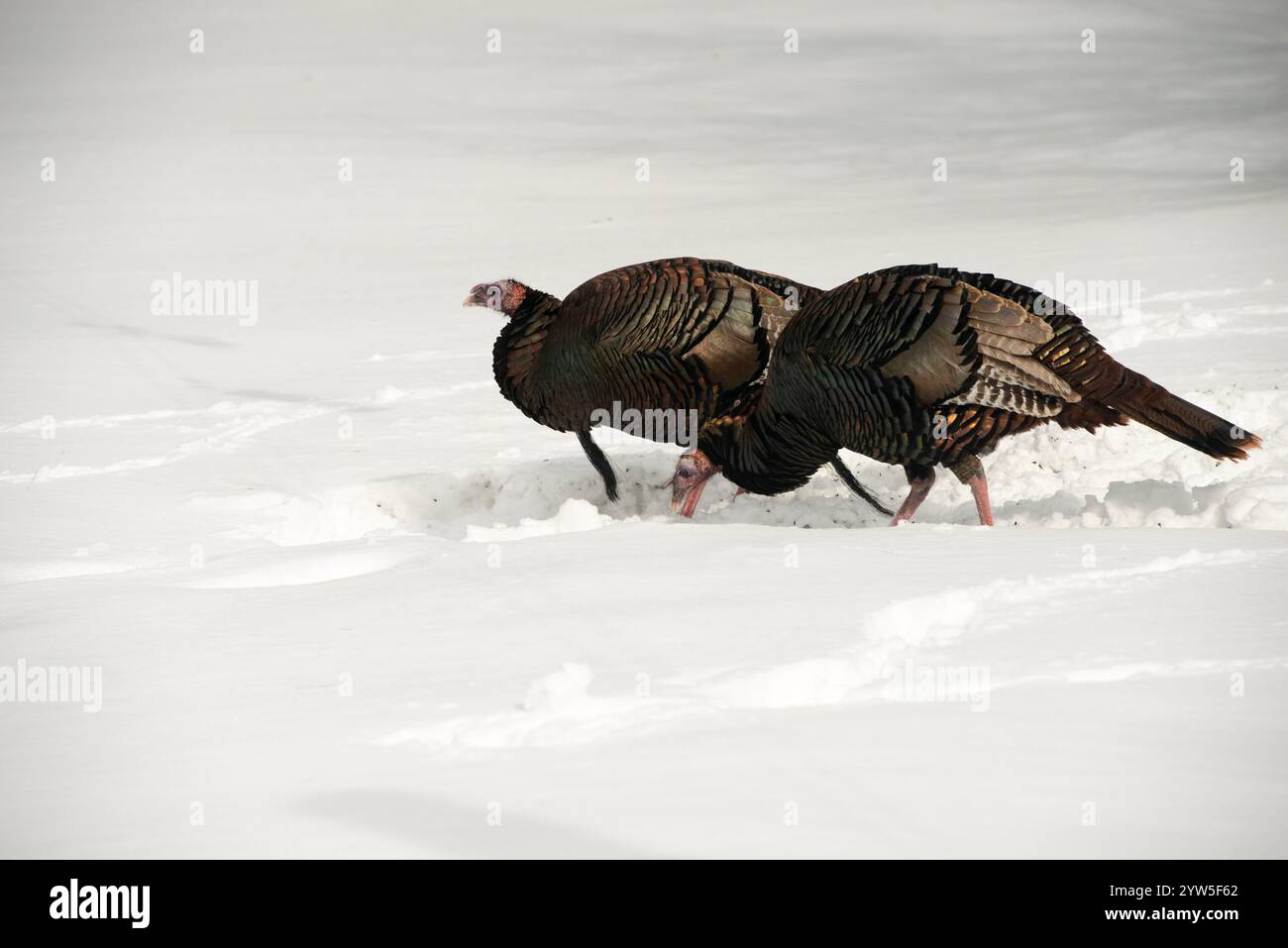 Wilde Truthühner in Ontario, Kanada, bei einem Wintervogelfutter, das Saatgut vom Boden isst Stockfoto