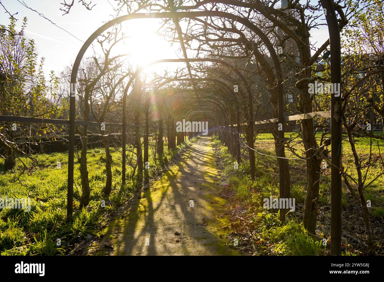 Birnenstraße, Birnenreihe in Ursuline Gardens, ehemalige Klostergärten, Sittard, Limburg, Niederlande. Stockfoto