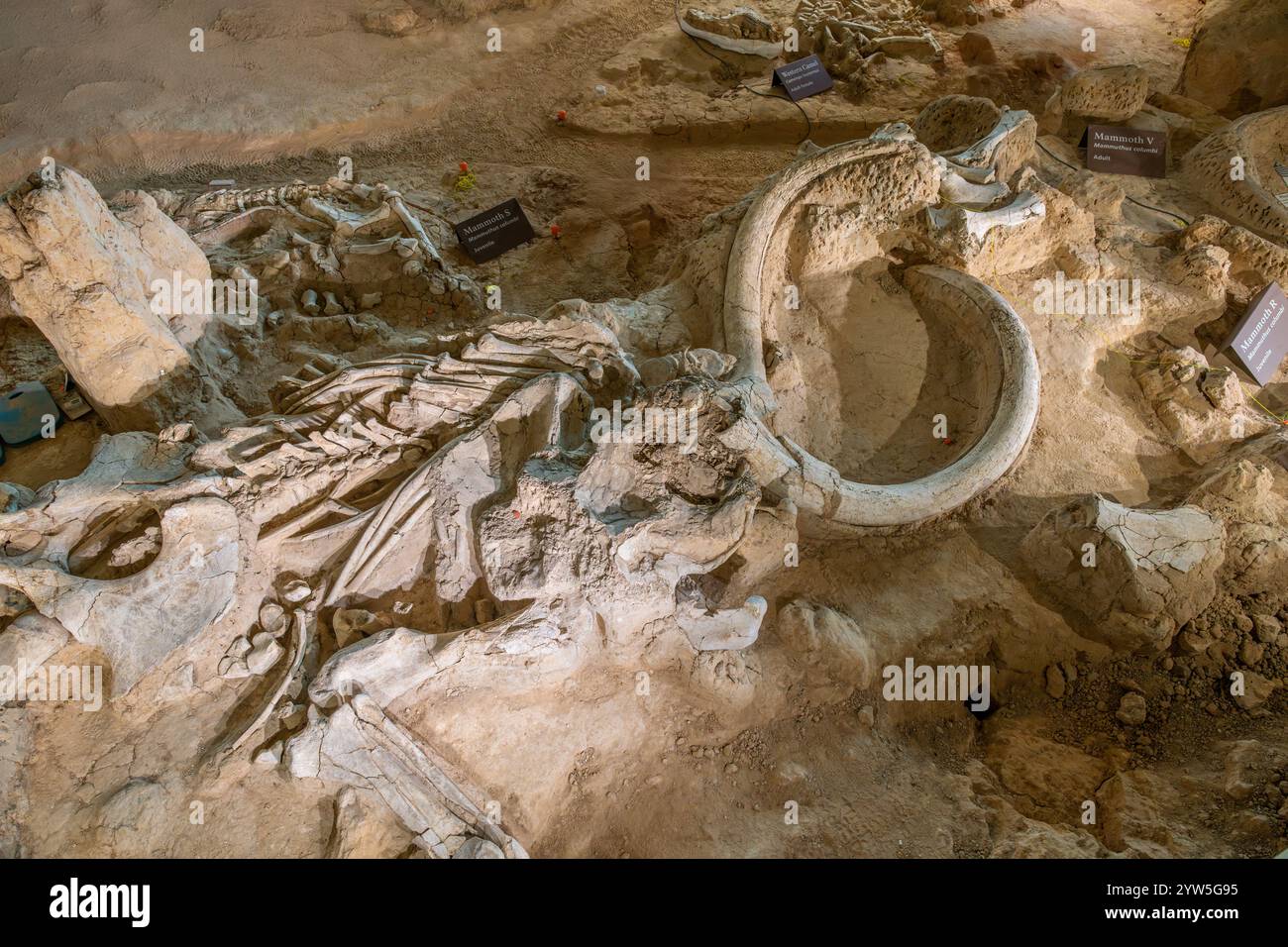 Fossil eines kolumbianischen Mammuths (Mammuthus columbi) am Waco Mammoth National Monument, Waco, Texas, USA Stockfoto