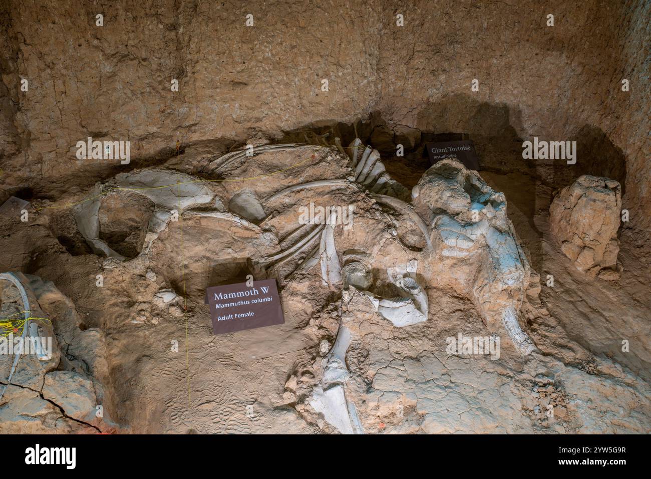 Fossil eines kolumbianischen Mammuths (Mammuthus columbi) am Waco Mammoth National Monument, Waco, Texas, USA Stockfoto