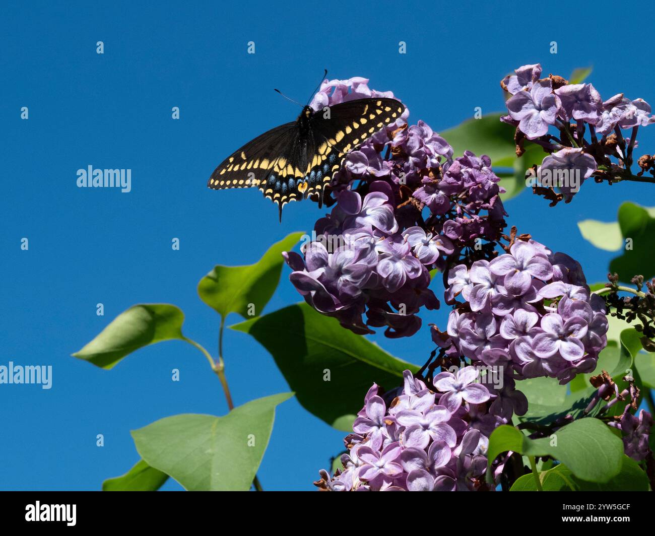 Bestäuber, die die wichtige Arbeit mit Blumen machen Stockfoto