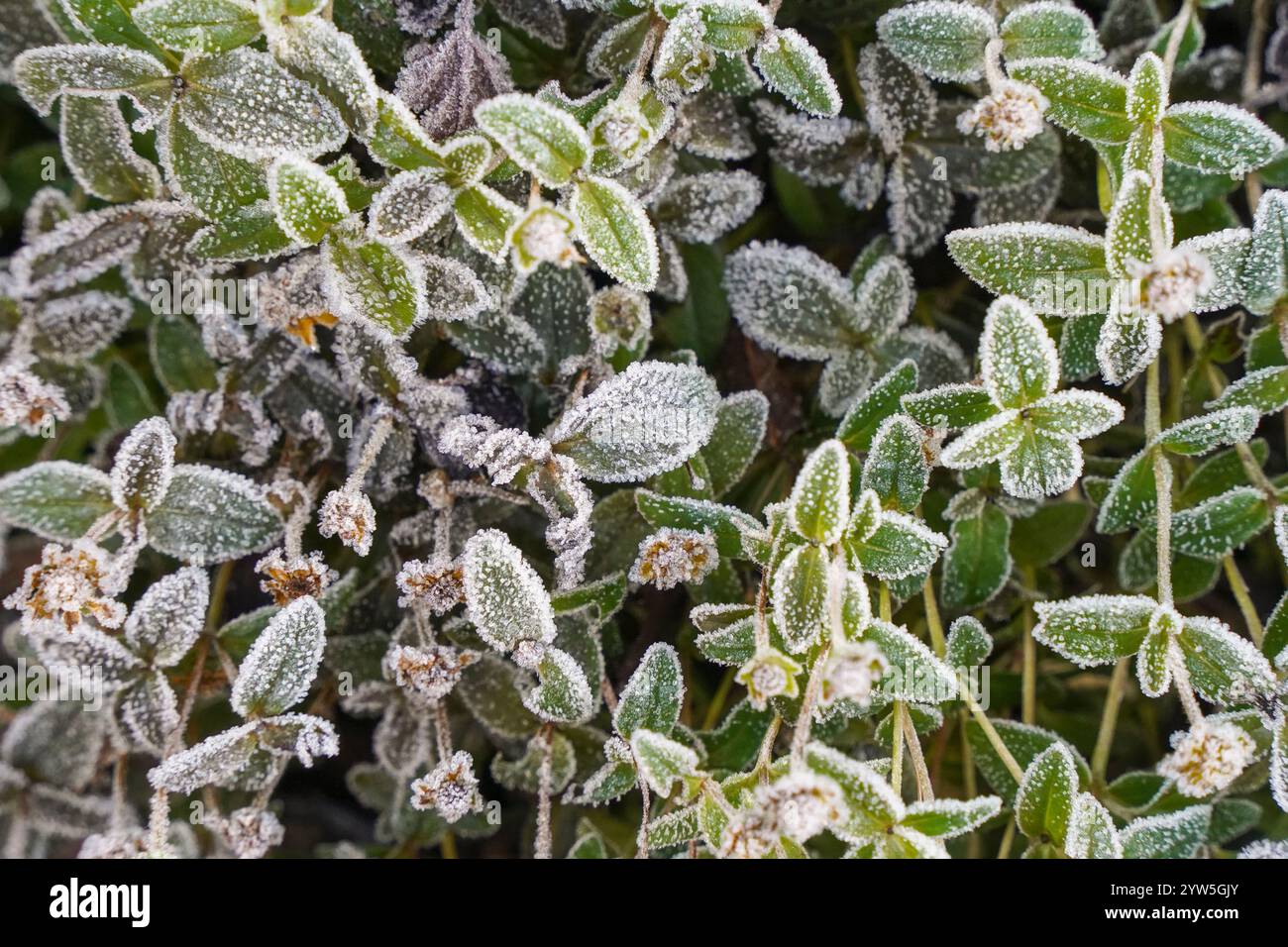 Gartenpflanzen draußen mit Frost bedeckt, Reim im Garten. Stockfoto