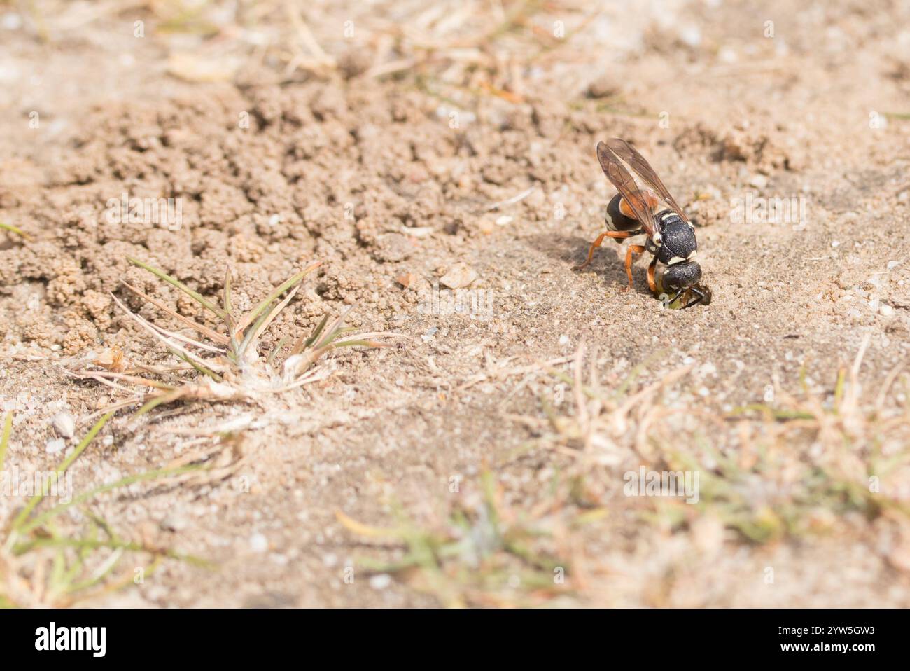 Purbeck-mauerwespe (Pseudepipona herrichii) beim Ausheben von Nestgräben auf Heideflächen. Dorset, Großbritannien. Stockfoto