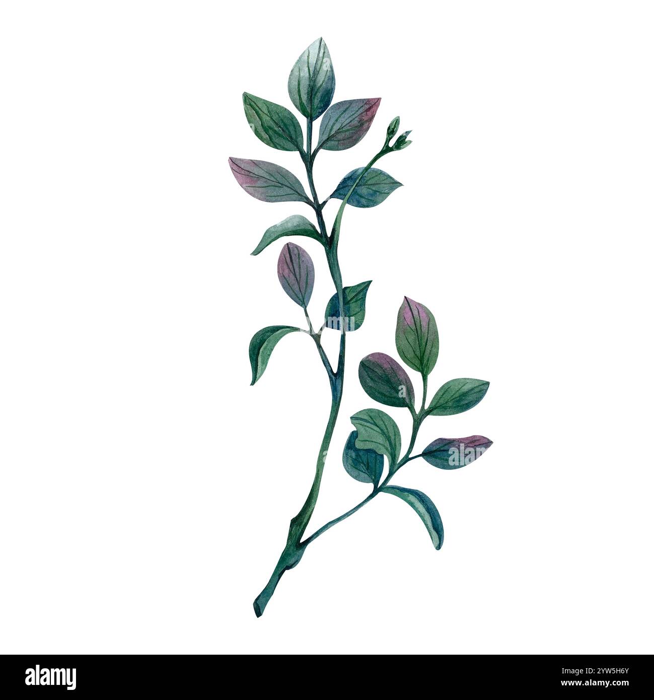 Pistazienzweig mit Zweigen und Blättern Aquarellillustration isoliert auf weißem Hintergrund. Geschwungener Zweig mit rosafarbenen Einschlüssen für Frühlingskomposition Stockfoto Pistazienzweig mit Zweigen und Blättern Aquarellillustration isoliert auf weißem Hintergrund. Geschwungener Zweig mit rosafarbenen Einschlüssen für Frühlingskomposition Stockfoto