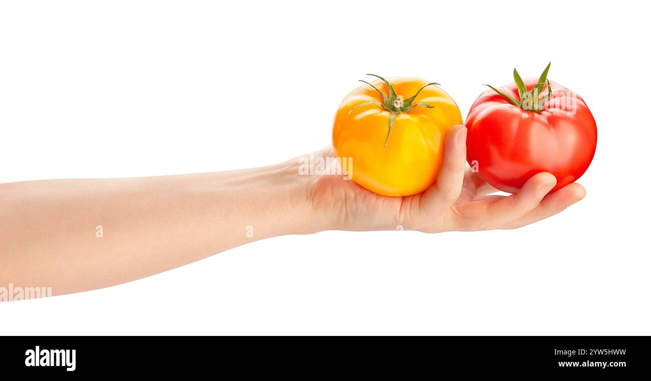 Rosa gelbe Tomatenmischung im Handweg isoliert auf weiß Stockfoto