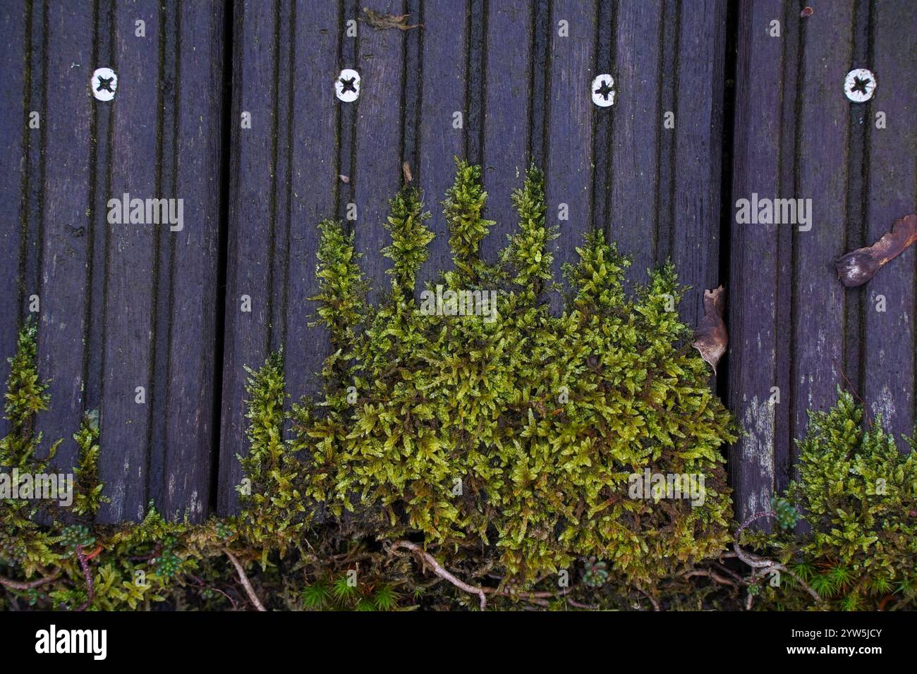 Moos wächst über einem Holzdeck. Stockfoto