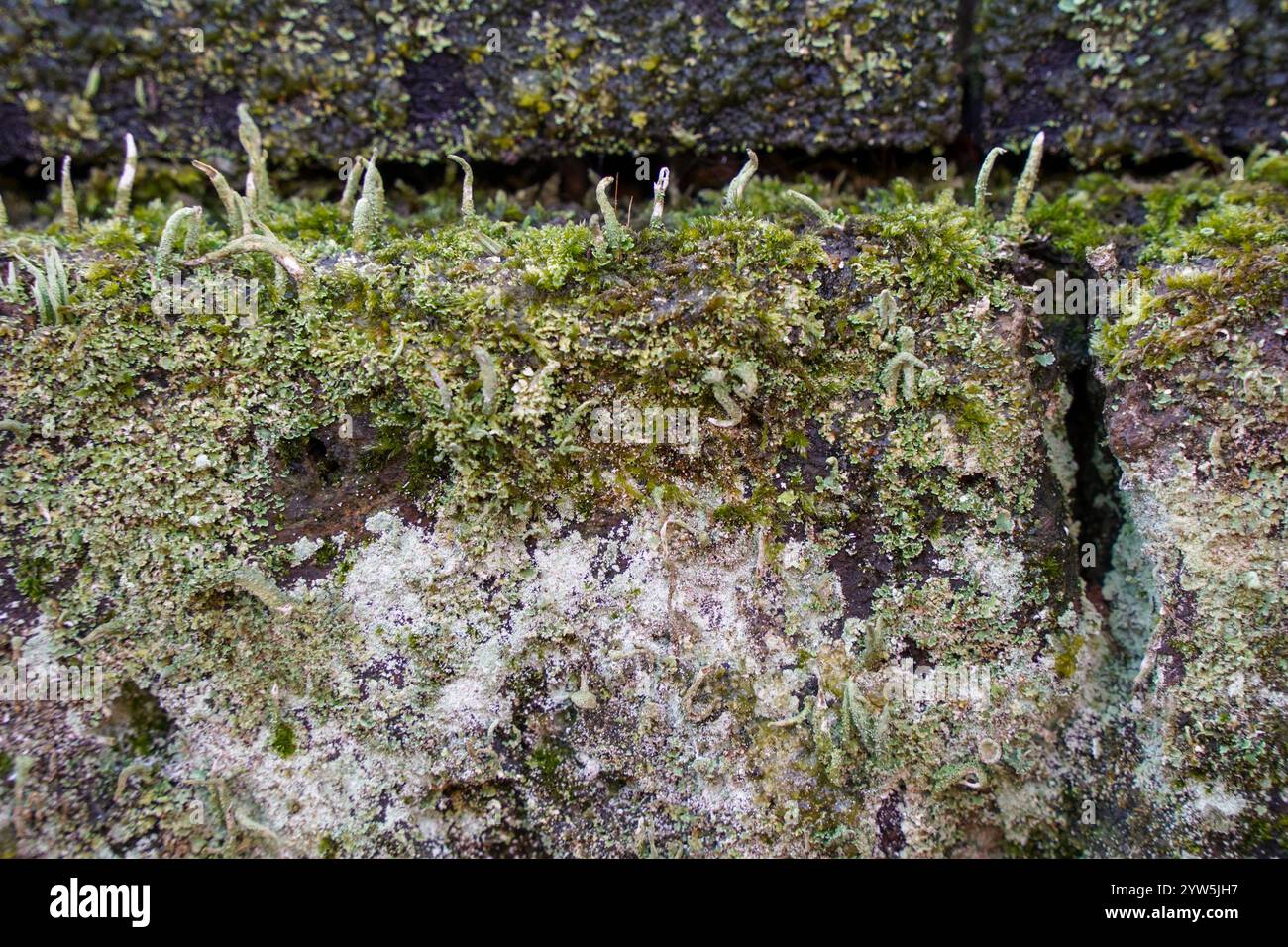Moos und Flechten bedecken eine Steinmauer. Niederlande. Stockfoto