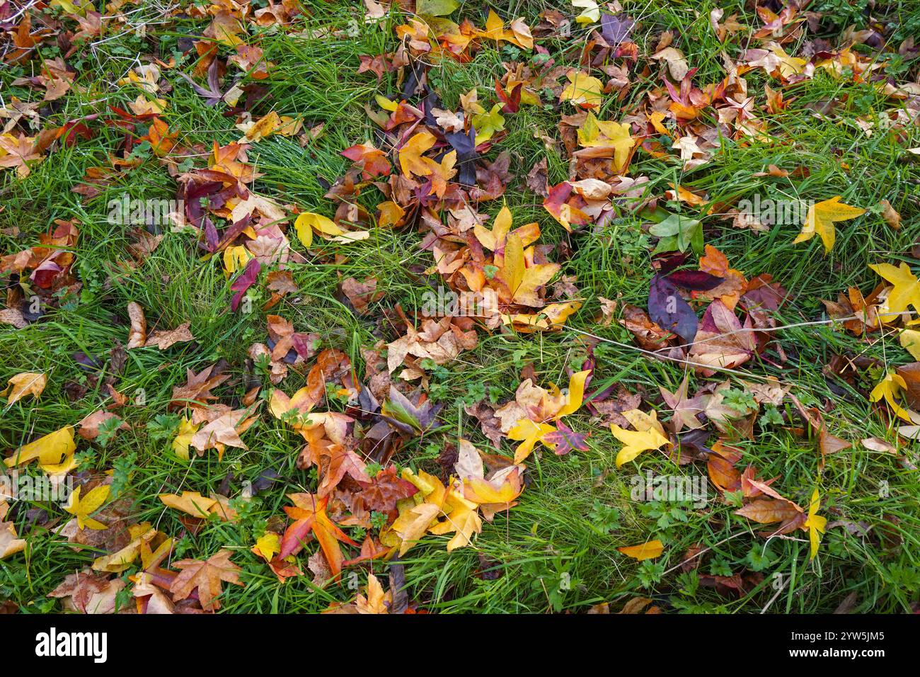 Herbstlaub in grünem Gras. Stockfoto