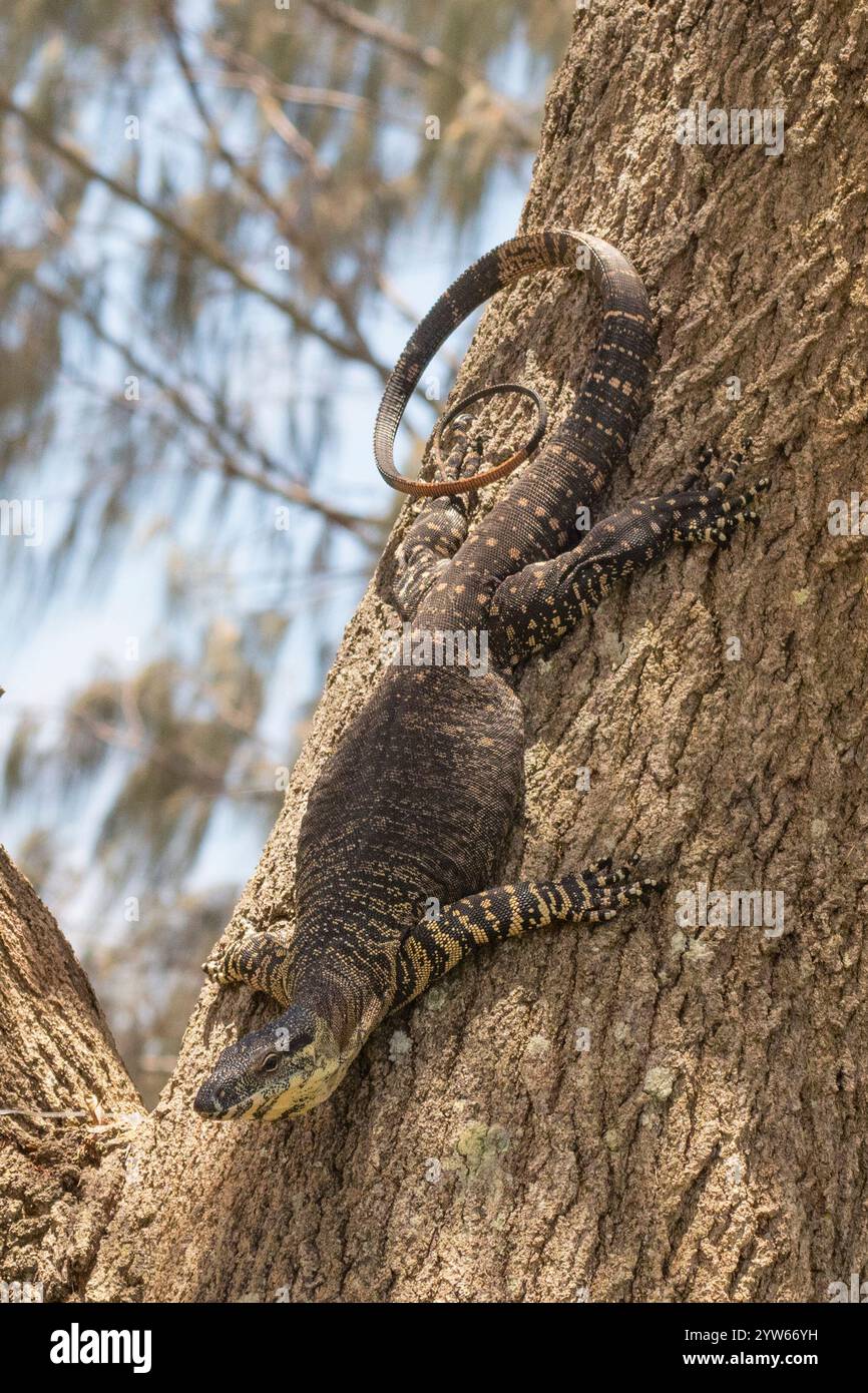 Lace Monitor oder Lace Goanna (Varanus varius) auf einem Baumstamm, North Stradbroke Island, Queensland, QLD, Australien Stockfoto