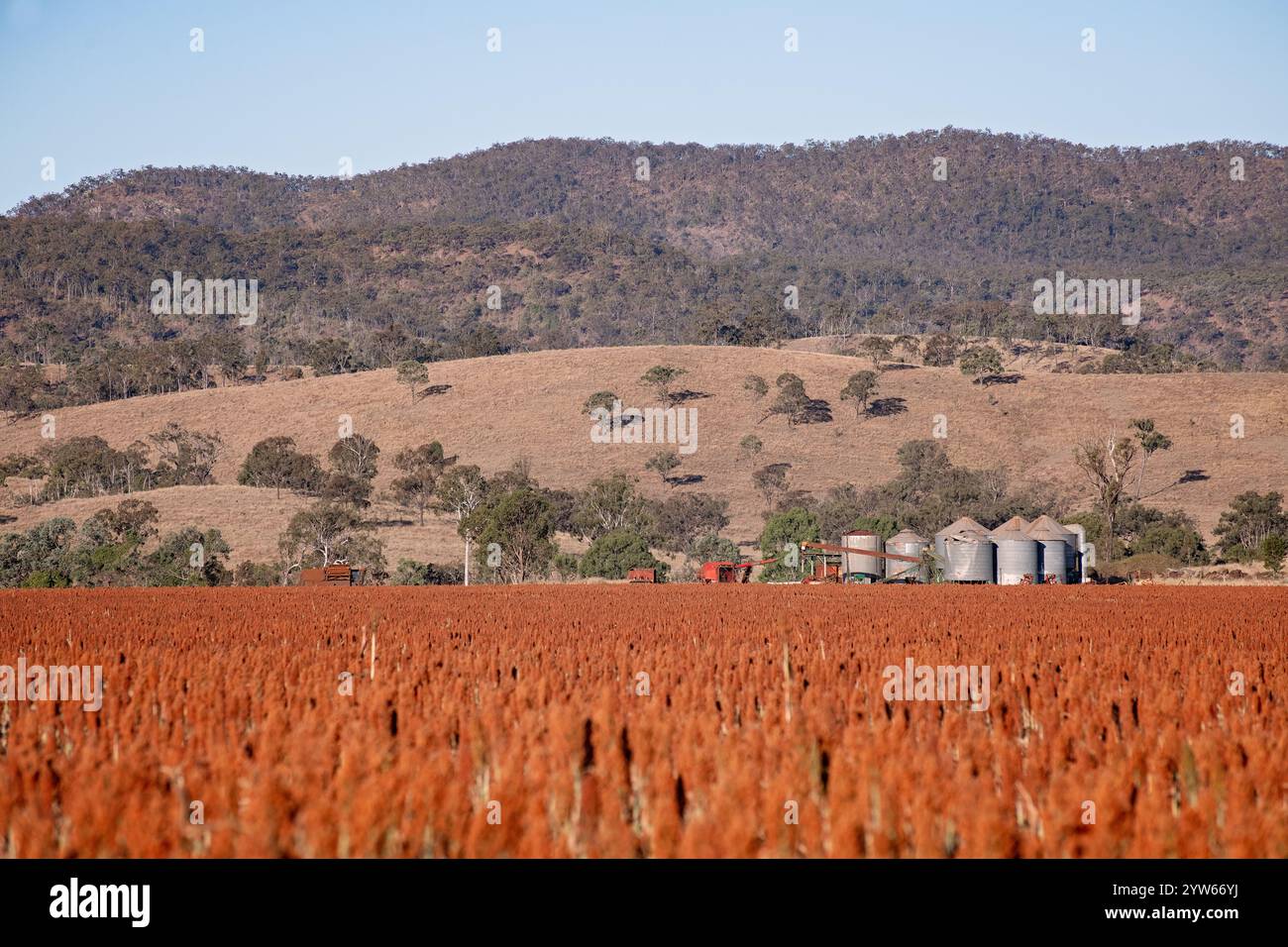 Sorghumfeld bereit für die Ernte, Farm im ländlichen Queensland, Australien Stockfoto