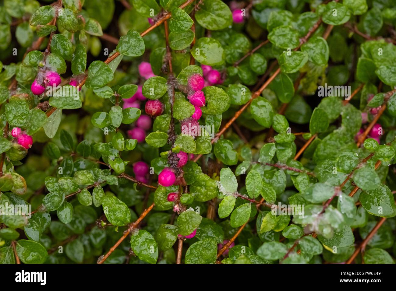 Leuchtend rosa Beeren von Schneebeeren umgeben von glänzend grünen Blättern, glitzern unter Tropfen des ersten nassen Schnees, aufgenommen in einer detaillierten Nahaufnahme Stockfoto