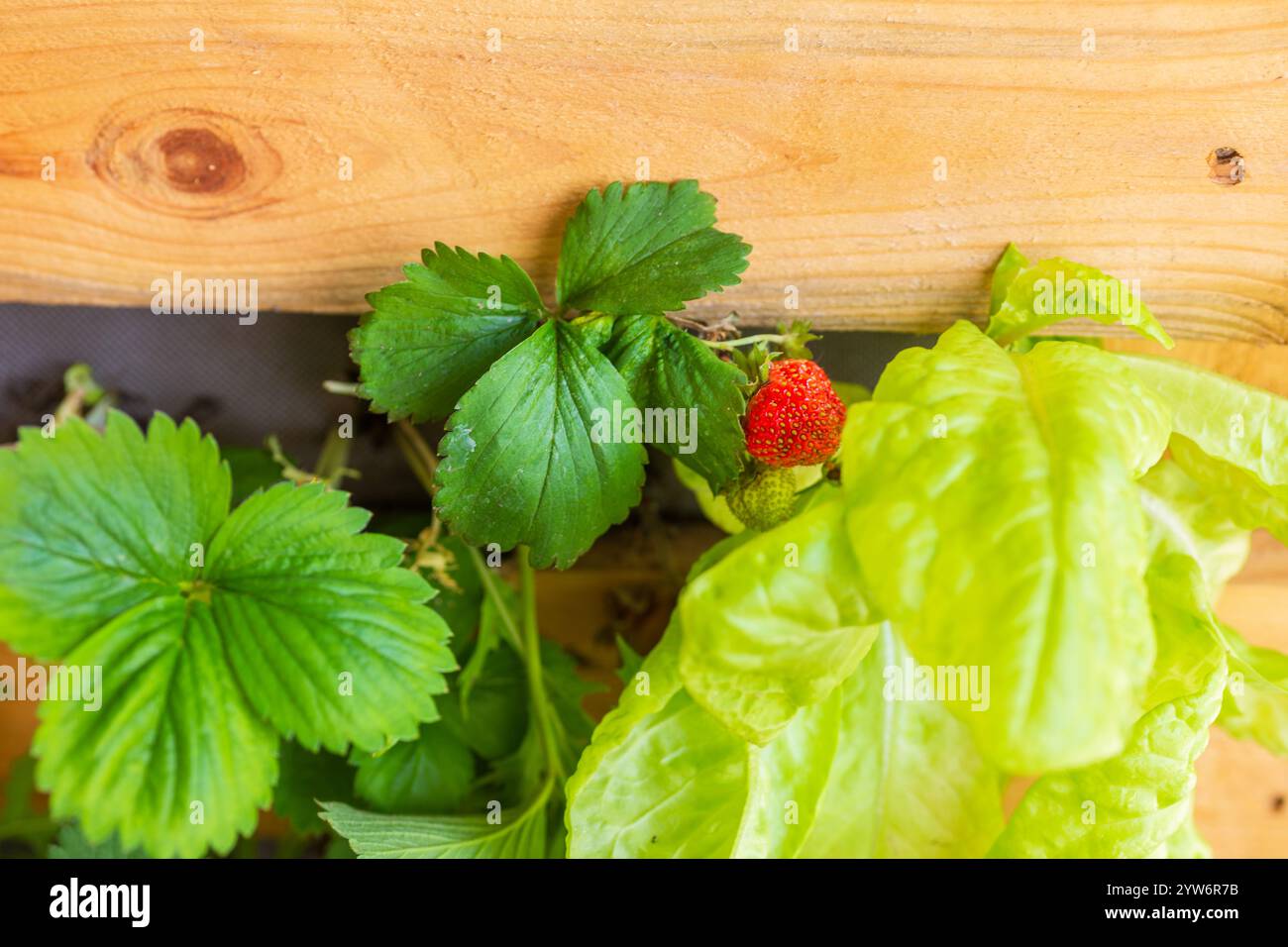 Erdbeeren und Salate wachsen in einem vertikalen Pflanzgefäß aus Holz. Pflanzen mit Begleitung Stockfoto