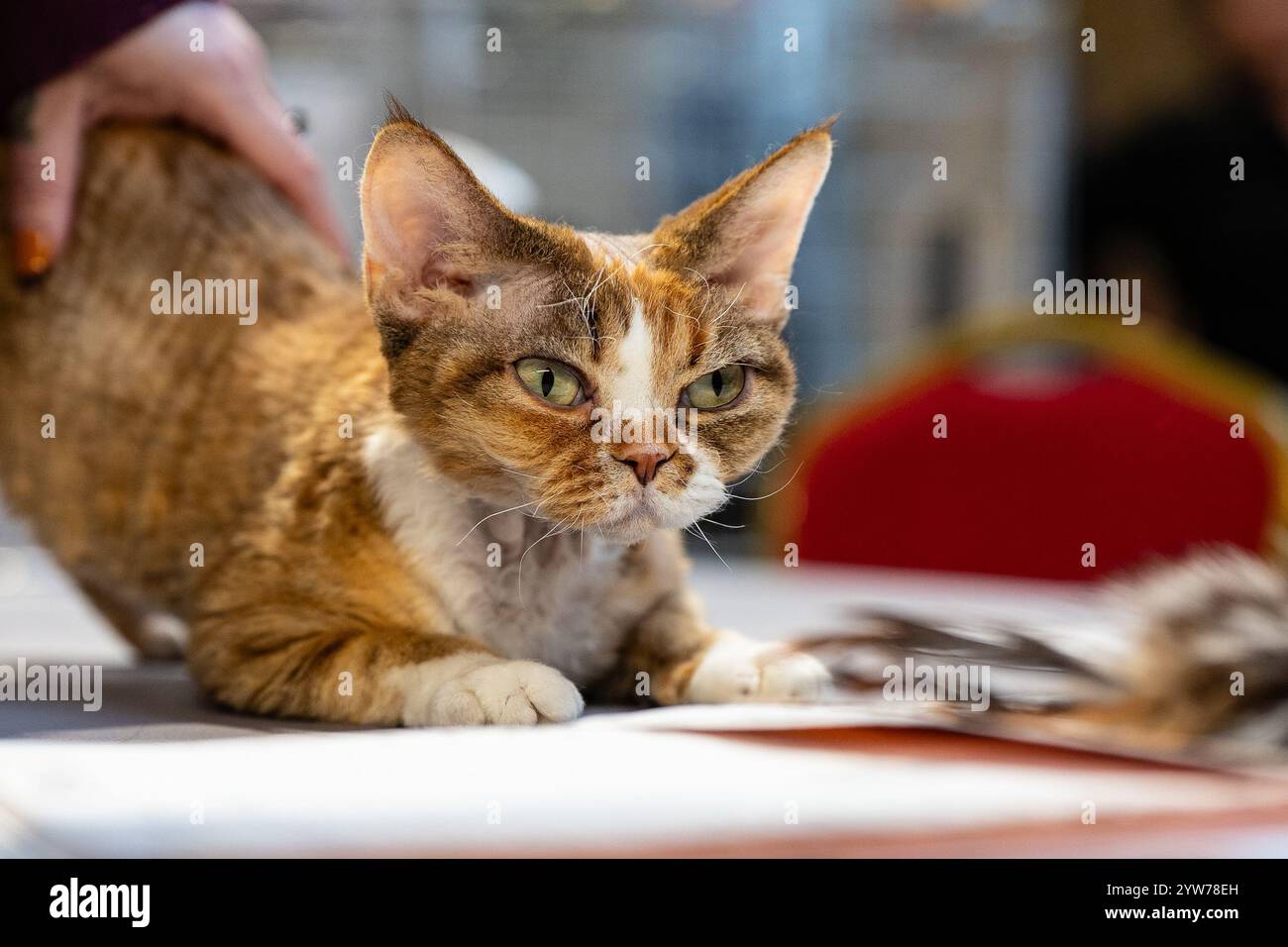 Katzenporträt. Katzenschau. Reinrassige Katze Stockfoto