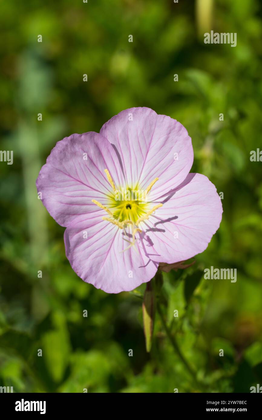 Blassrosa Abendprimelblüte mit gelbem Zentrum, Oenothera speciosa prächtige Primel-Wildblume Nahaufnahme Stockfoto