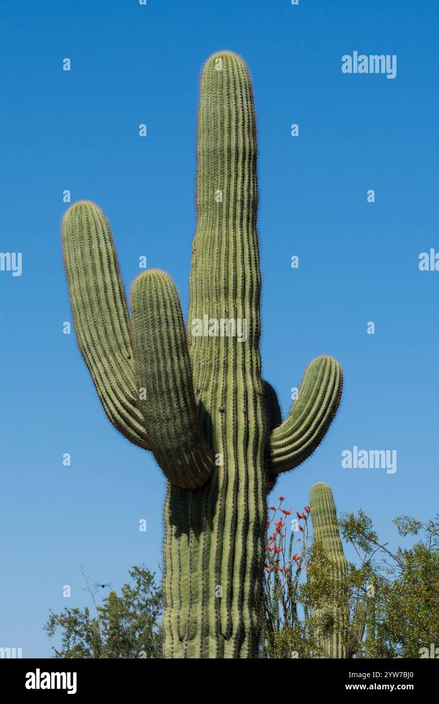 Ein hoch aufragender Saguaro-Kakteen (Carnegiea gigantea) erhebt sich vor einem hellblauen Himmel in Arizona. Der ikonische Kakteen mit seinen mehreren Armen und strukturiertem G Stockfoto