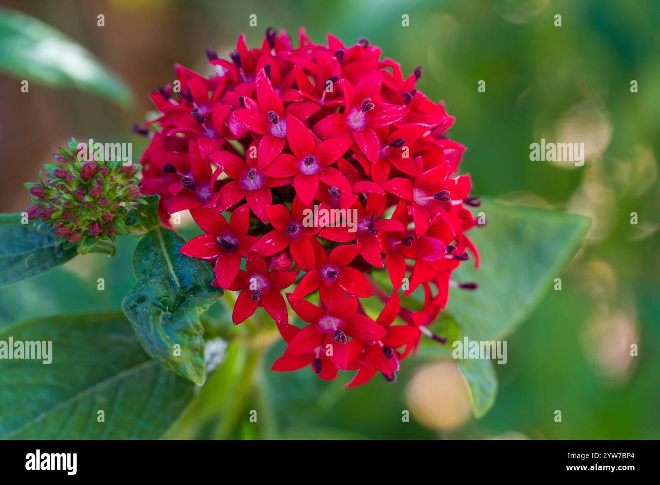 Rote Pentas-Blumen, Büschel sternförmiger Blüten des ägyptischen Sternbüschels mit grünen Blättern, Bestäuber-Gartenpflanze Stockfoto