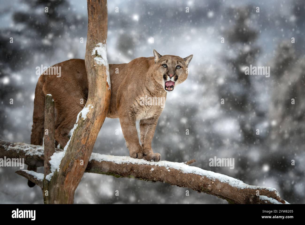 Ein Berglöwe steht auf einem Ast und blickt wachsam vor einem schneebedeckten Hintergrund. Die Flocken fallen sanft und schaffen eine ruhige Winteratmosphäre in freier Wildbahn. Stockfoto