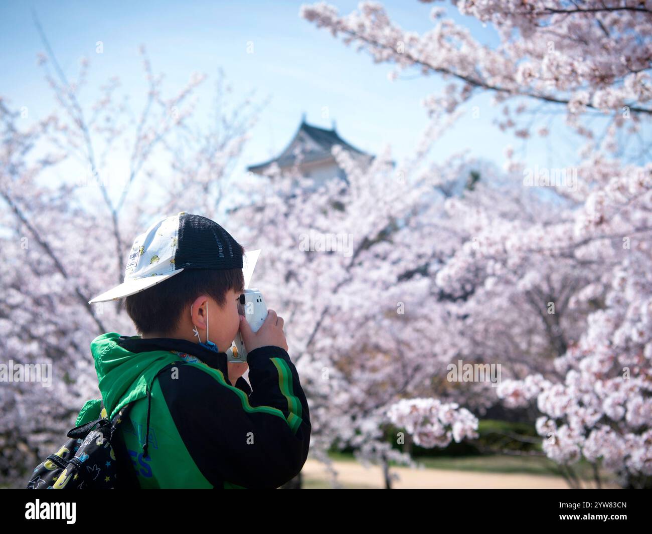 Reisebild mit Kirschblüten für Kinder im Marugame Castle Marugame City, Präfektur Kagawa Stockfoto