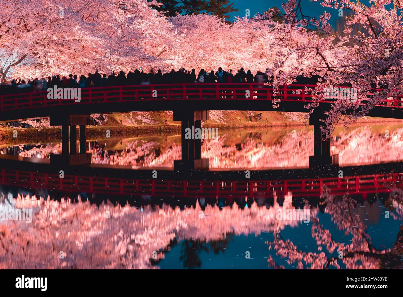 Nachtkirschblüten im Hirosaki Park, Stadt Hirosaki, Präfektur Aomori (Hirosaki Sakura Festival). Stockfoto