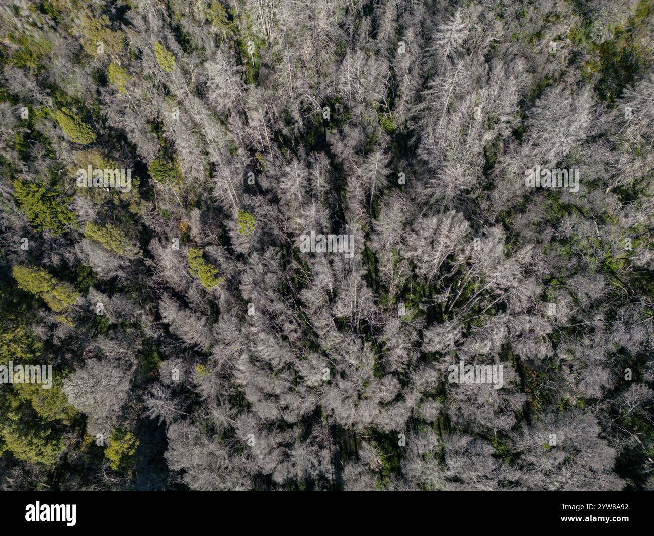 Ein Jahr nach dem Brand des CZU Lightning Complex sind die Folgen der Brände noch sichtbar, tote Bäume bedecken die Berglandschaft von Santa Cruz in CA. Stockfoto