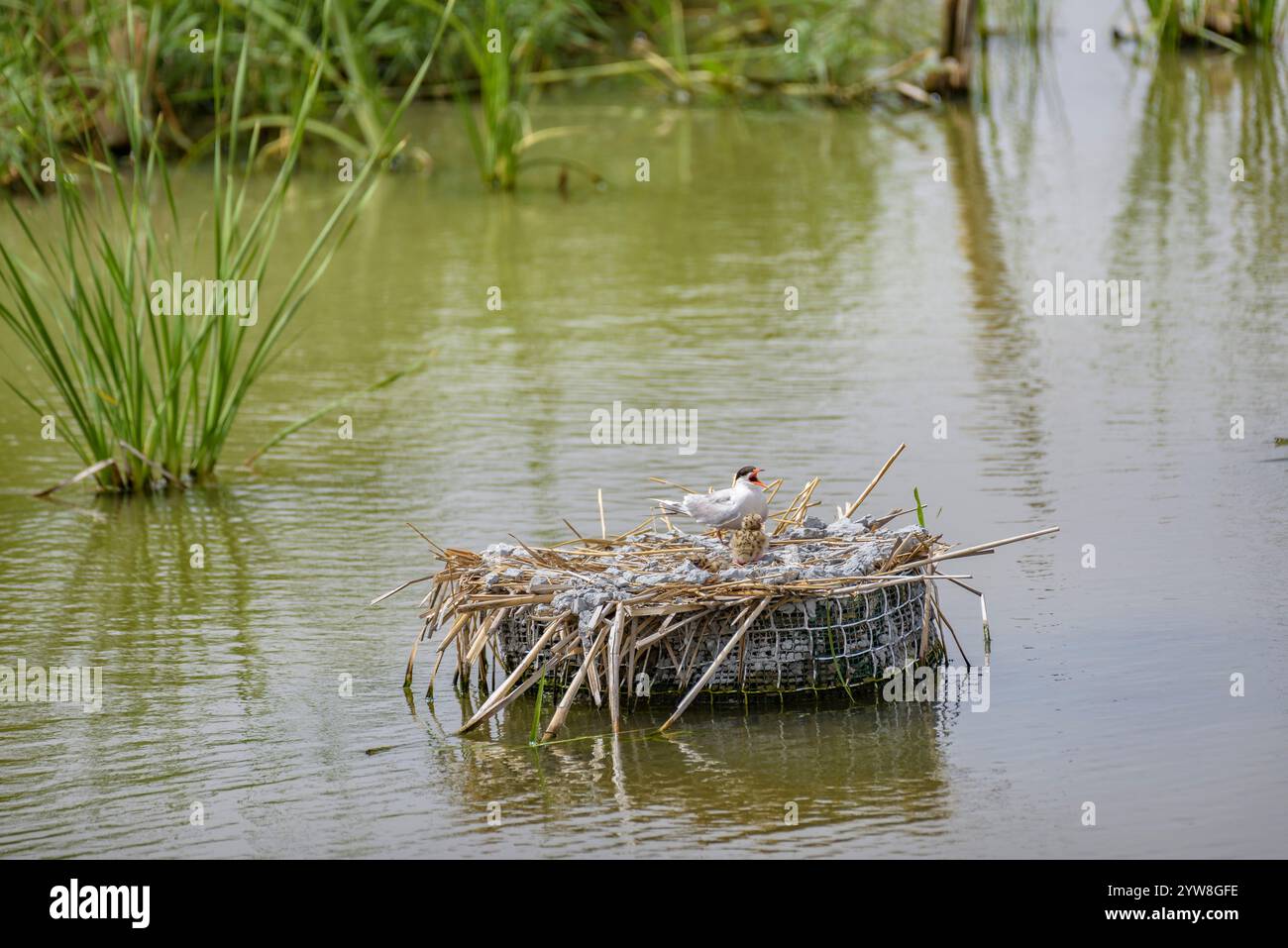 Seeschwalbe (Sterna hirundo) mit ihren jungen Küken im Frühjahr im Feuchtgebiet Riet Vell im Ebro-Delta (Montsià, Tarragona, Katalonien, Spanien) Stockfoto