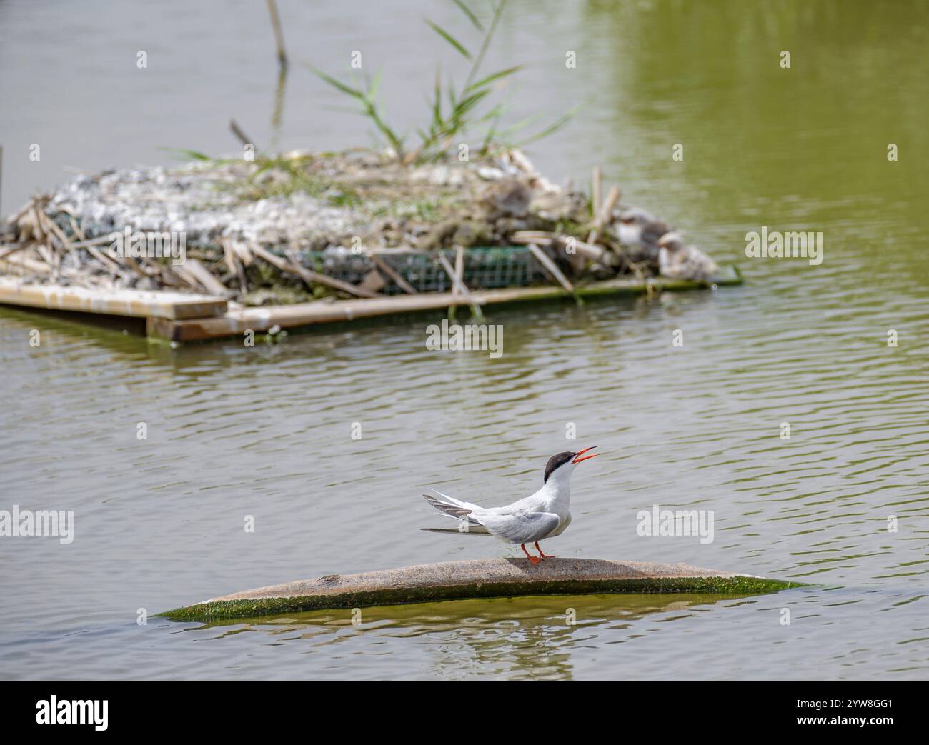 Seeschwalben (Sterna hirundo) im Feuchtgebiet Riet Vell, an einem bewölkten Frühlingstag im Ebro-Delta (Montsià, Tarragona, Katalonien, Spanien) Stockfoto