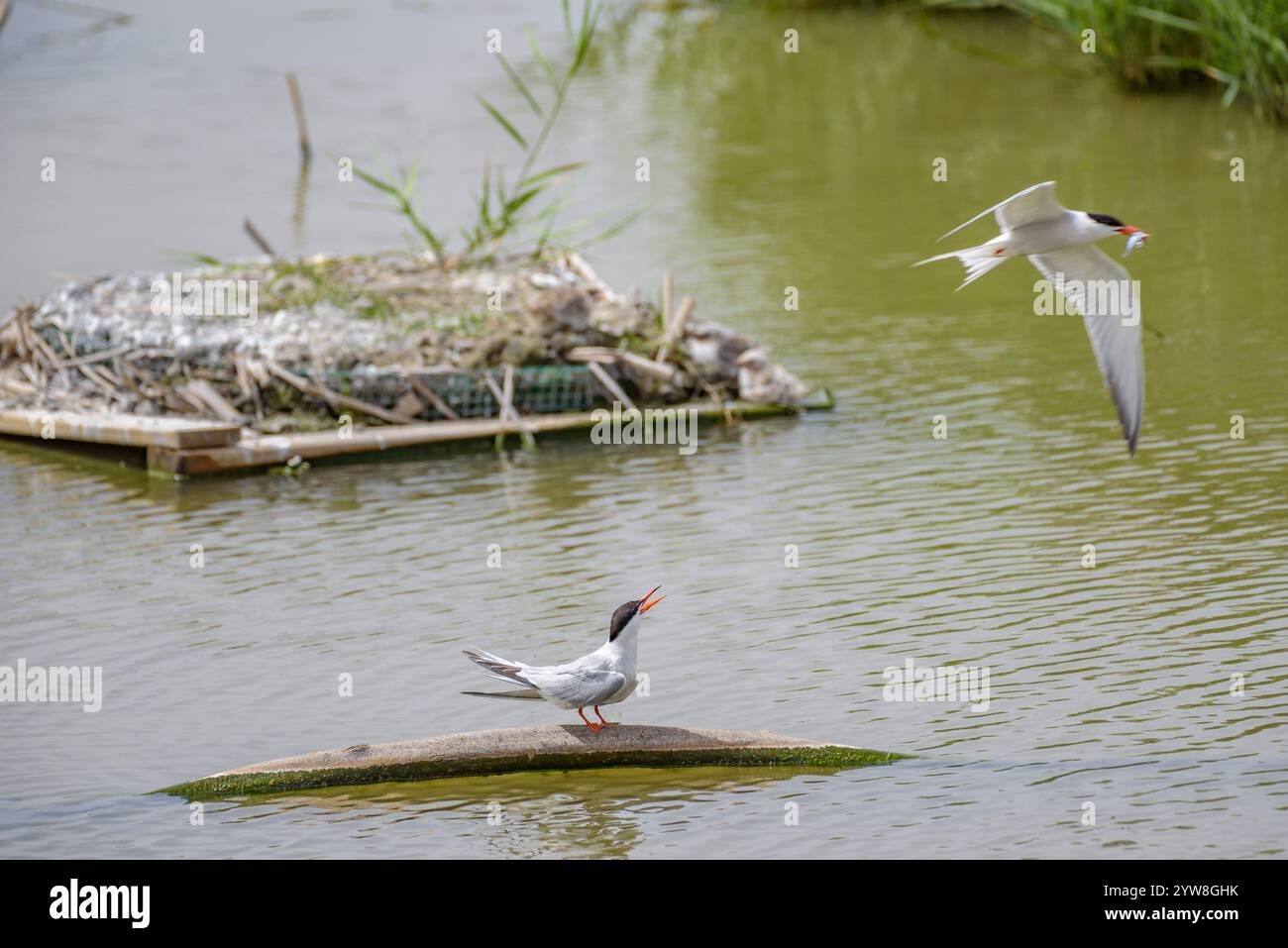 Seeschwalben (Sterna hirundo) im Feuchtgebiet Riet Vell, an einem bewölkten Frühlingstag im Ebro-Delta (Montsià, Tarragona, Katalonien, Spanien) Stockfoto