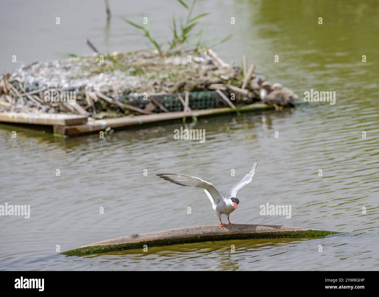 Seeschwalben (Sterna hirundo) im Feuchtgebiet Riet Vell, an einem bewölkten Frühlingstag im Ebro-Delta (Montsià, Tarragona, Katalonien, Spanien) Stockfoto