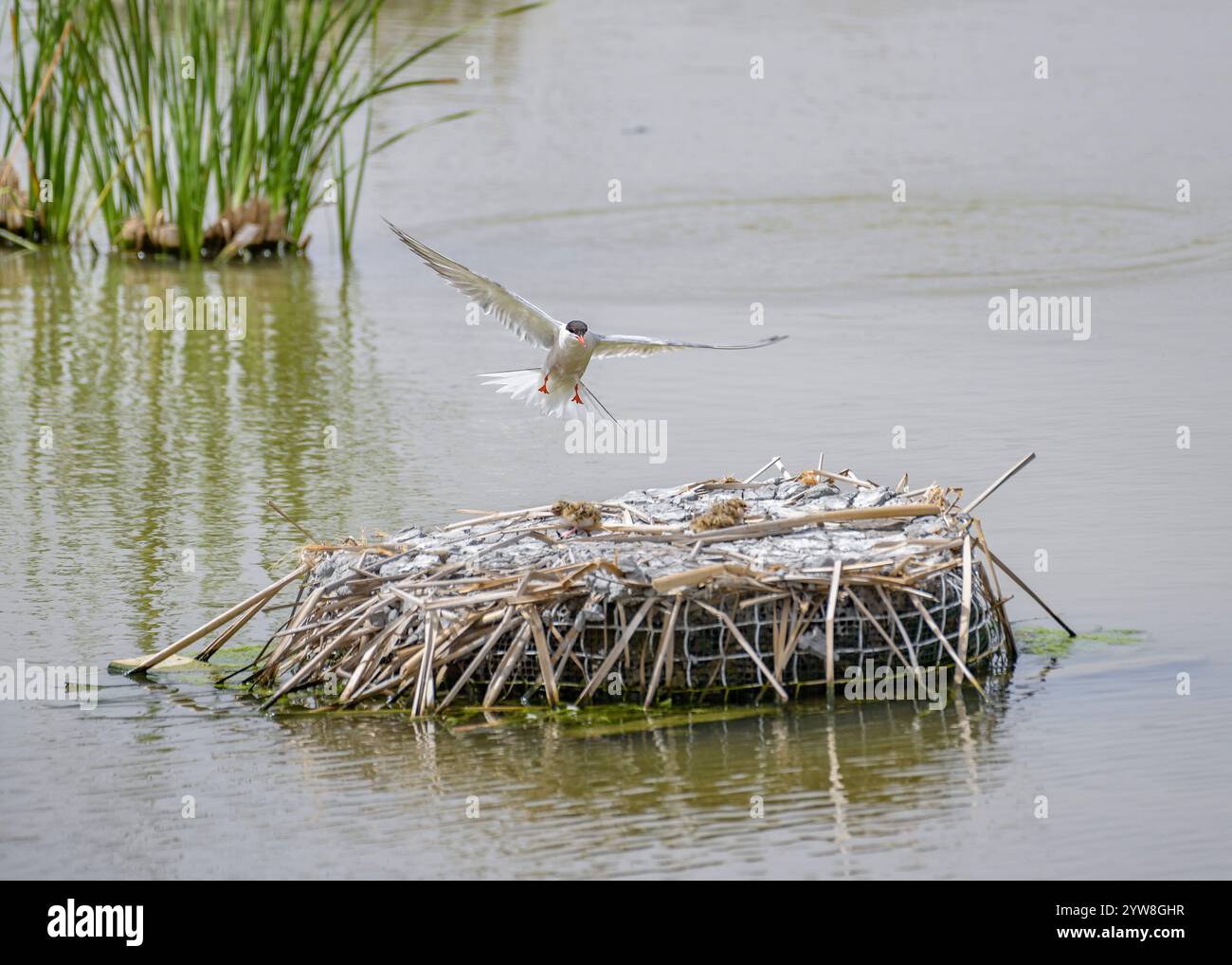 Seeschwalbe (Sterna hirundo) mit ihren jungen Küken im Frühjahr im Feuchtgebiet Riet Vell im Ebro-Delta (Montsià, Tarragona, Katalonien, Spanien) Stockfoto