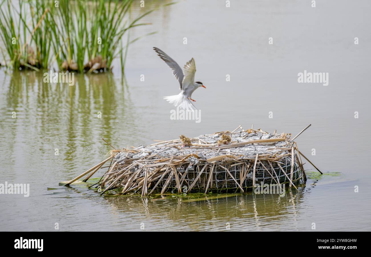Seeschwalbe (Sterna hirundo) mit ihren jungen Küken im Frühjahr im Feuchtgebiet Riet Vell im Ebro-Delta (Montsià, Tarragona, Katalonien, Spanien) Stockfoto