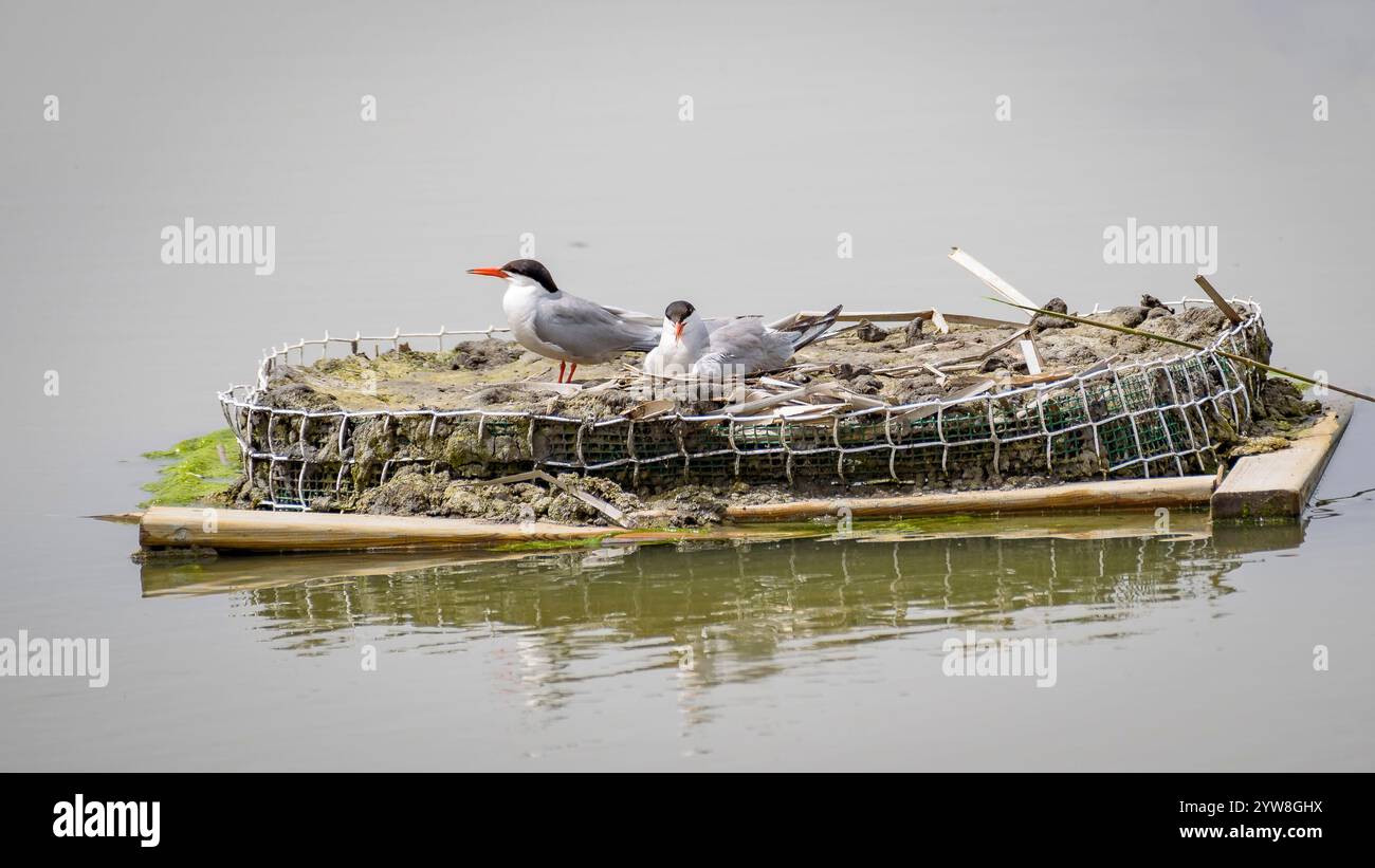Seeschwalbe (Sterna hirundo) mit ihren jungen Küken im Frühjahr im Feuchtgebiet Riet Vell im Ebro-Delta (Montsià, Tarragona, Katalonien, Spanien) Stockfoto