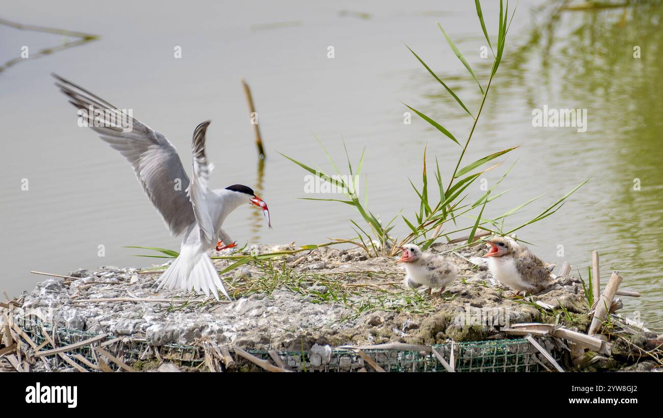 Seeschwalbe (Sterna hirundo) mit ihren jungen Küken im Frühjahr im Feuchtgebiet Riet Vell im Ebro-Delta (Montsià, Tarragona, Katalonien, Spanien) Stockfoto