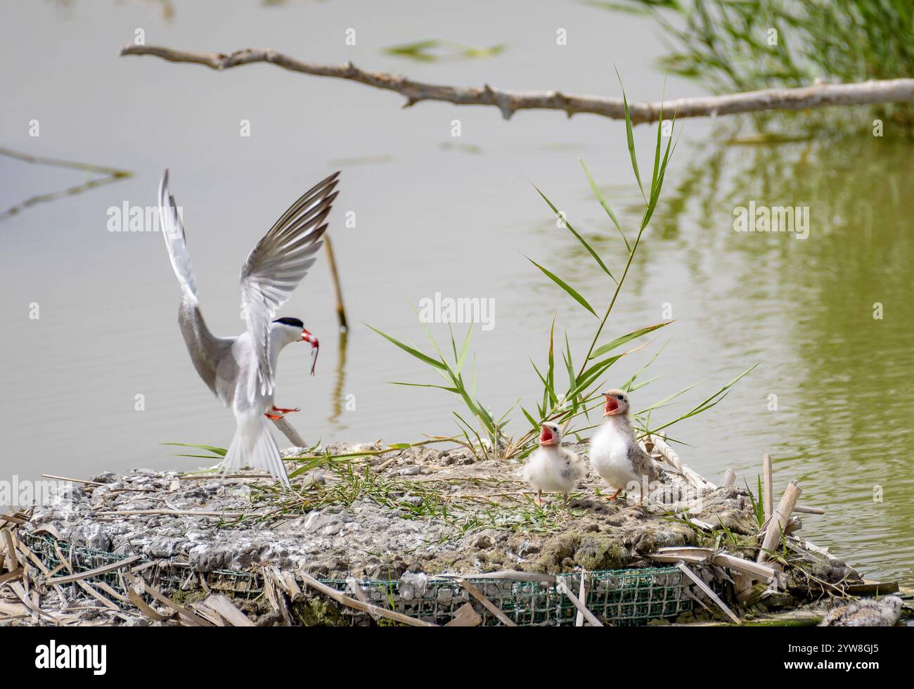 Seeschwalbe (Sterna hirundo) mit ihren jungen Küken im Frühjahr im Feuchtgebiet Riet Vell im Ebro-Delta (Montsià, Tarragona, Katalonien, Spanien) Stockfoto