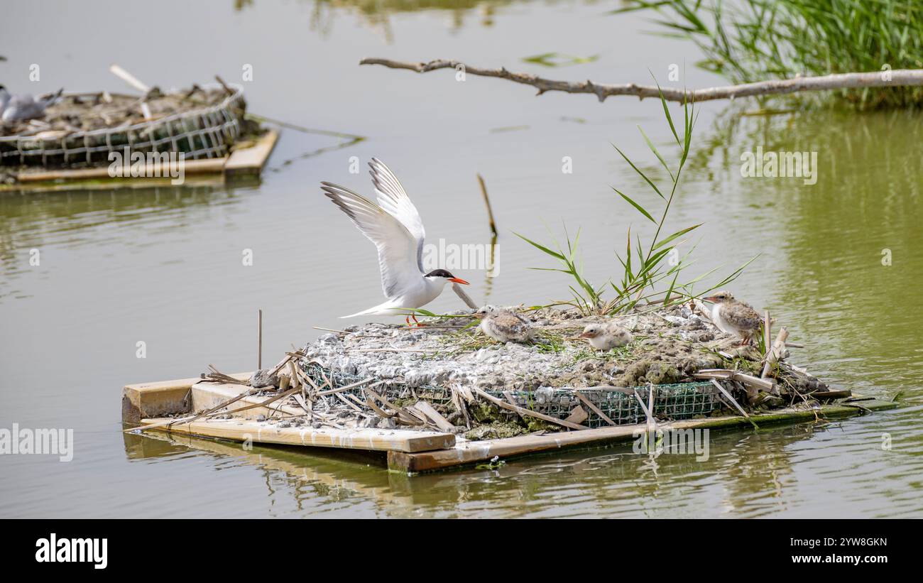 Seeschwalbe (Sterna hirundo) mit ihren jungen Küken im Frühjahr im Feuchtgebiet Riet Vell im Ebro-Delta (Montsià, Tarragona, Katalonien, Spanien) Stockfoto