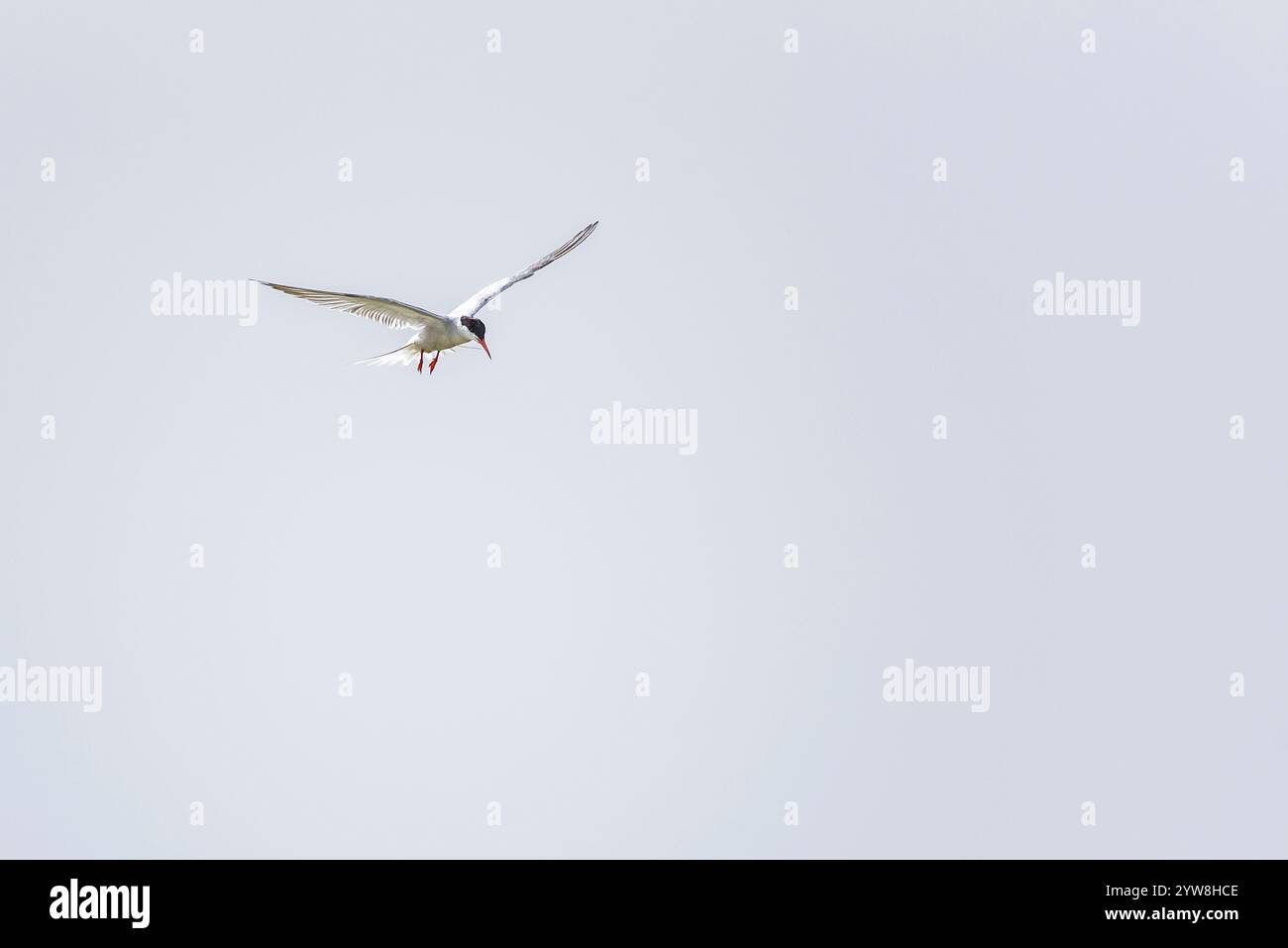 Seeschwalben (Sterna hirundo) im Feuchtgebiet Riet Vell, an einem bewölkten Frühlingstag im Ebro-Delta (Montsià, Tarragona, Katalonien, Spanien) Stockfoto