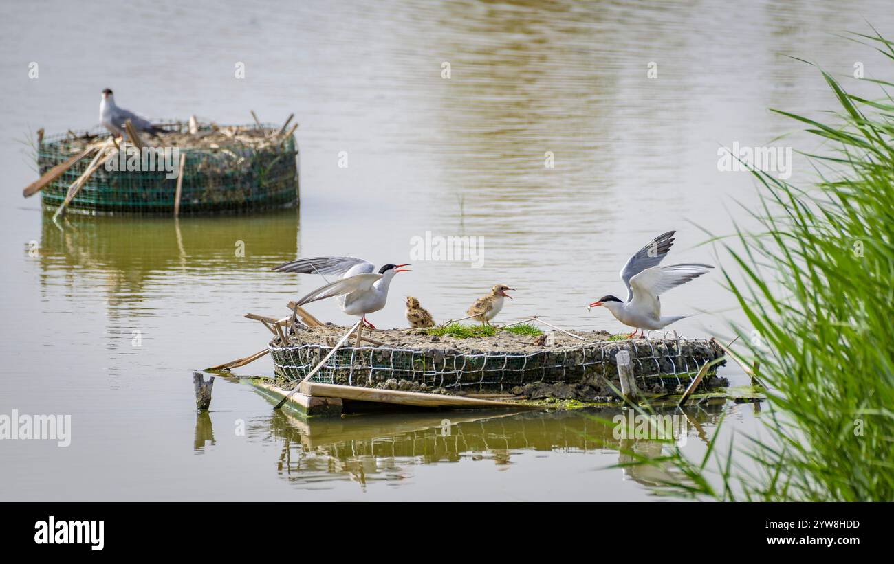 Seeschwalbe (Sterna hirundo) mit ihren jungen Küken im Frühjahr im Feuchtgebiet Riet Vell im Ebro-Delta (Montsià, Tarragona, Katalonien, Spanien) Stockfoto