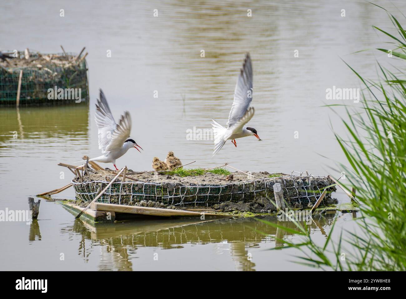 Seeschwalbe (Sterna hirundo) mit ihren jungen Küken im Frühjahr im Feuchtgebiet Riet Vell im Ebro-Delta (Montsià, Tarragona, Katalonien, Spanien) Stockfoto