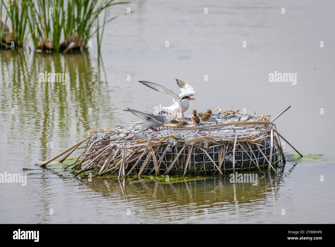 Seeschwalbe (Sterna hirundo) mit ihren jungen Küken im Frühjahr im Feuchtgebiet Riet Vell im Ebro-Delta (Montsià, Tarragona, Katalonien, Spanien) Stockfoto