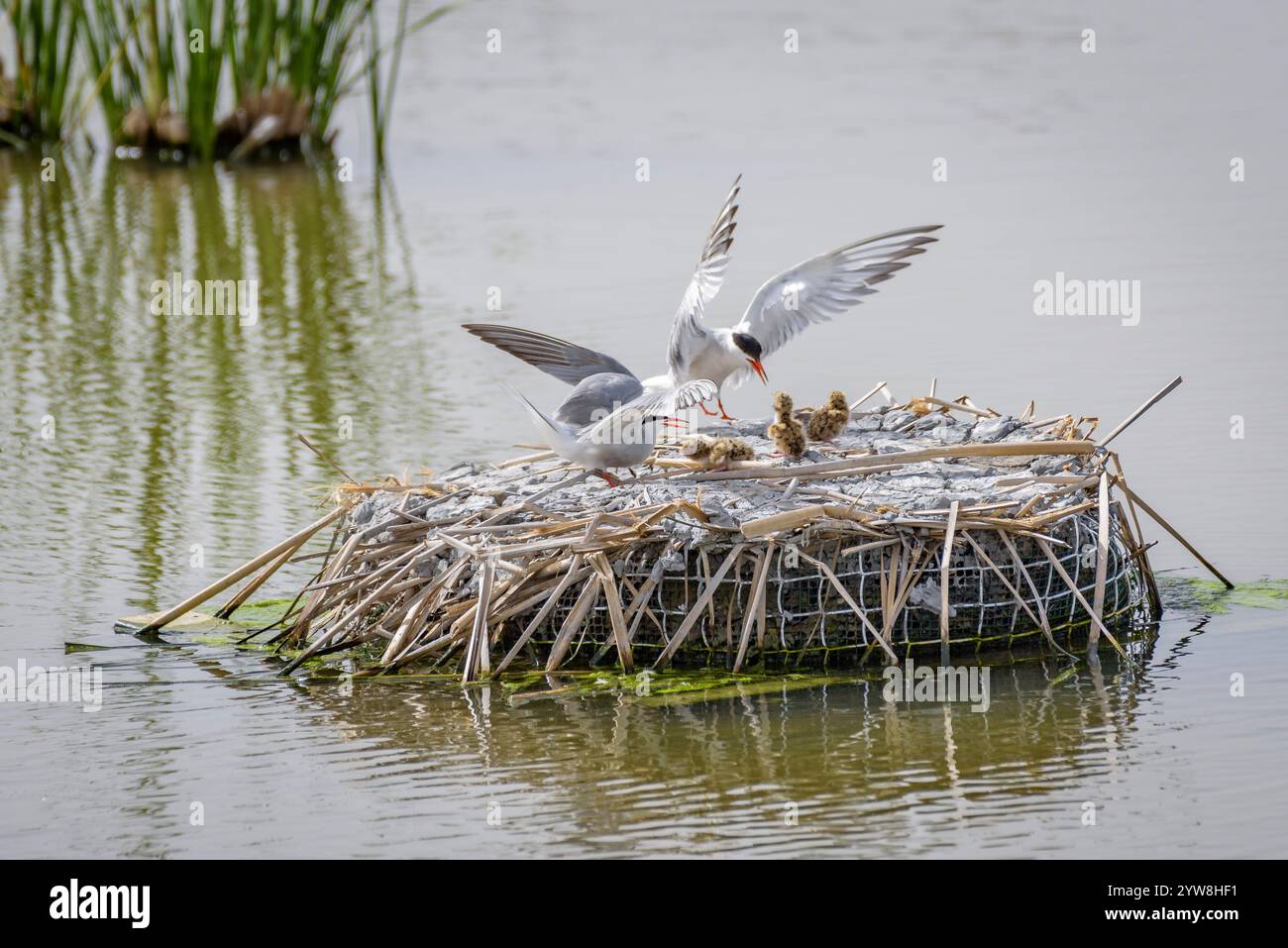 Seeschwalbe (Sterna hirundo) mit ihren jungen Küken im Frühjahr im Feuchtgebiet Riet Vell im Ebro-Delta (Montsià, Tarragona, Katalonien, Spanien) Stockfoto