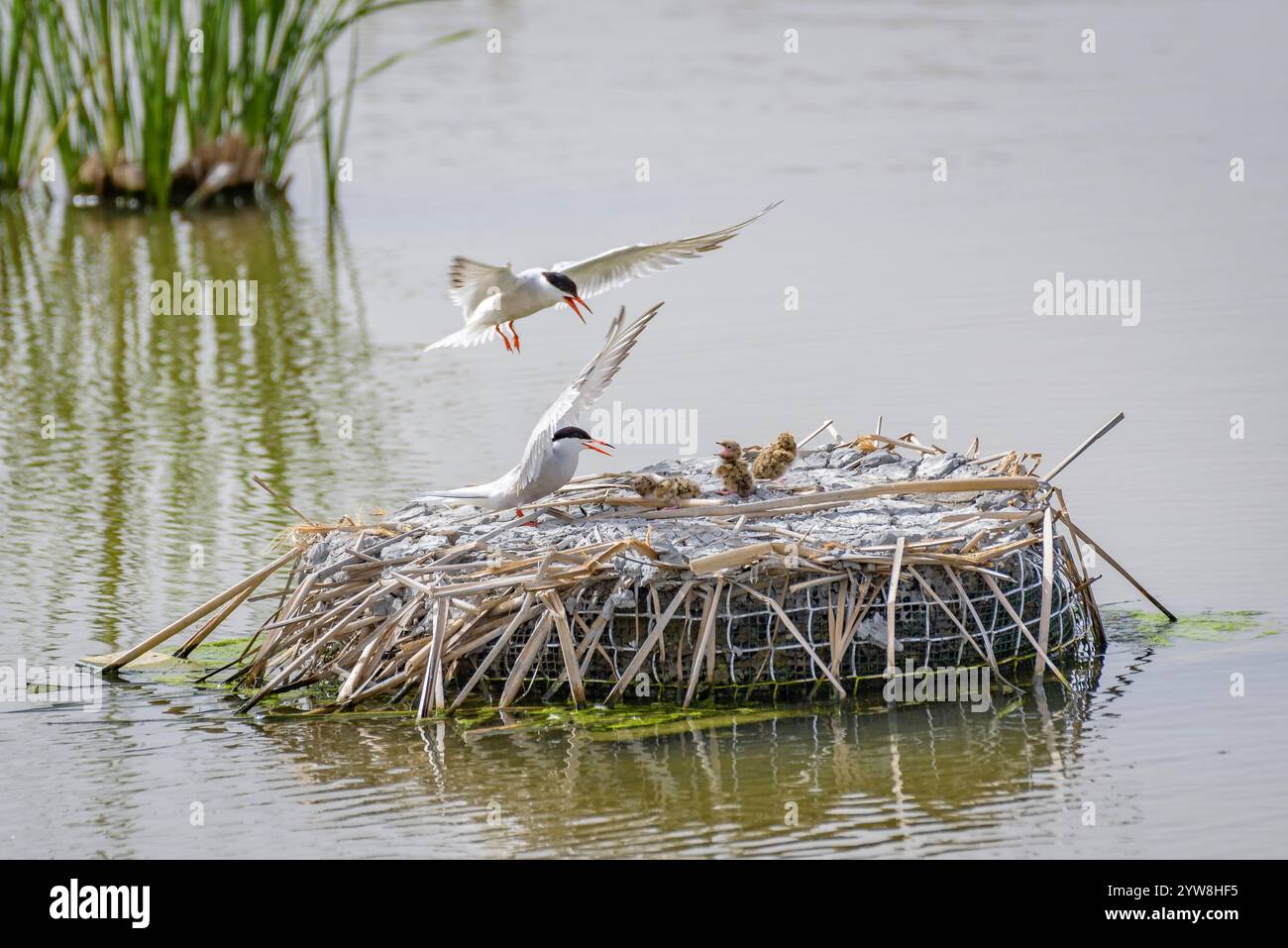 Seeschwalbe (Sterna hirundo) mit ihren jungen Küken im Frühjahr im Feuchtgebiet Riet Vell im Ebro-Delta (Montsià, Tarragona, Katalonien, Spanien) Stockfoto